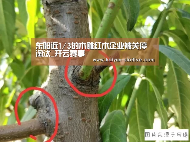 东阳近1/3的木雕红木企业被关停淘汰_开云赛事